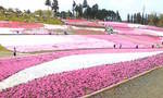 秩父の芝桜.jpg